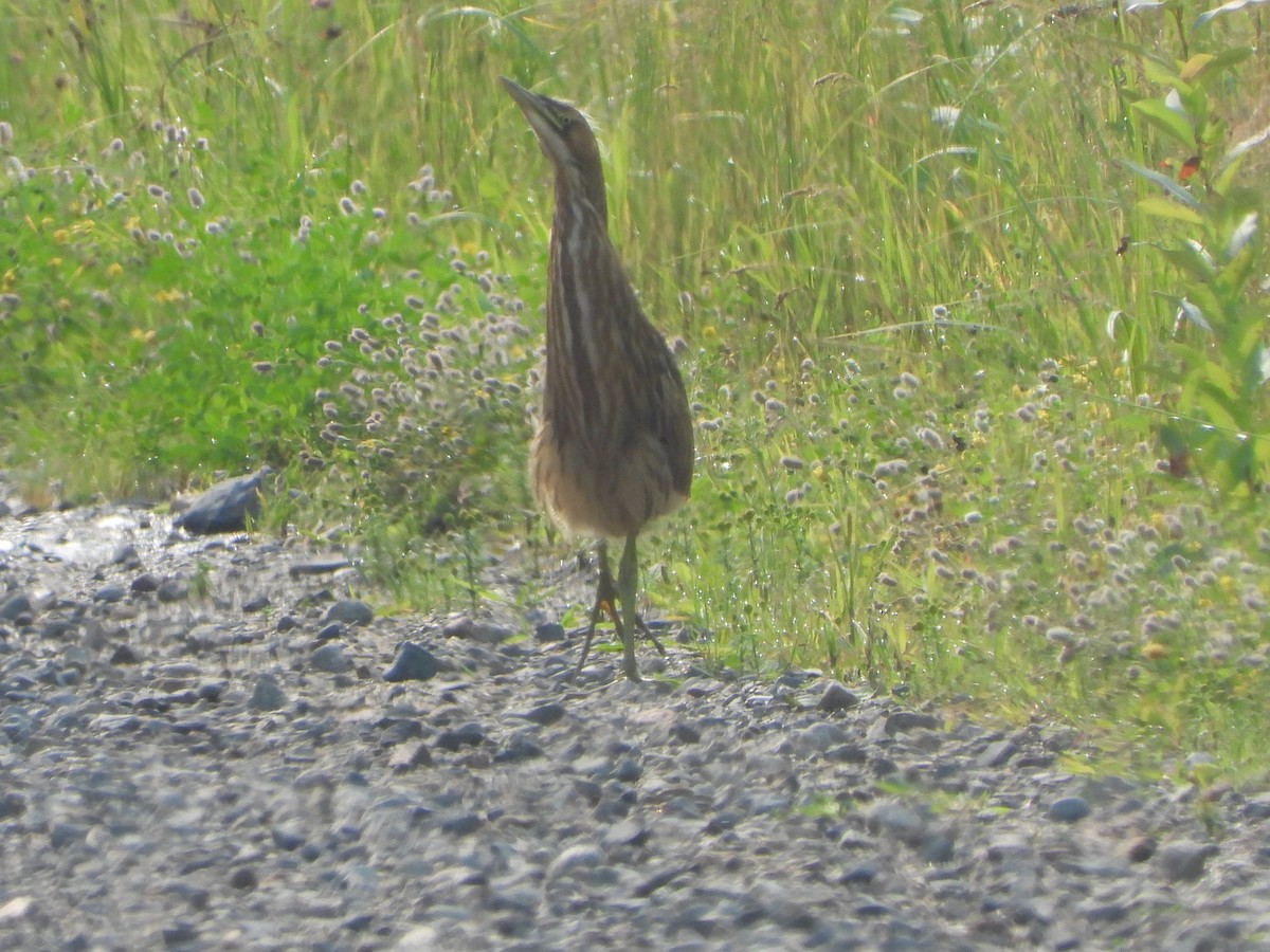 American Bittern - ML598050121