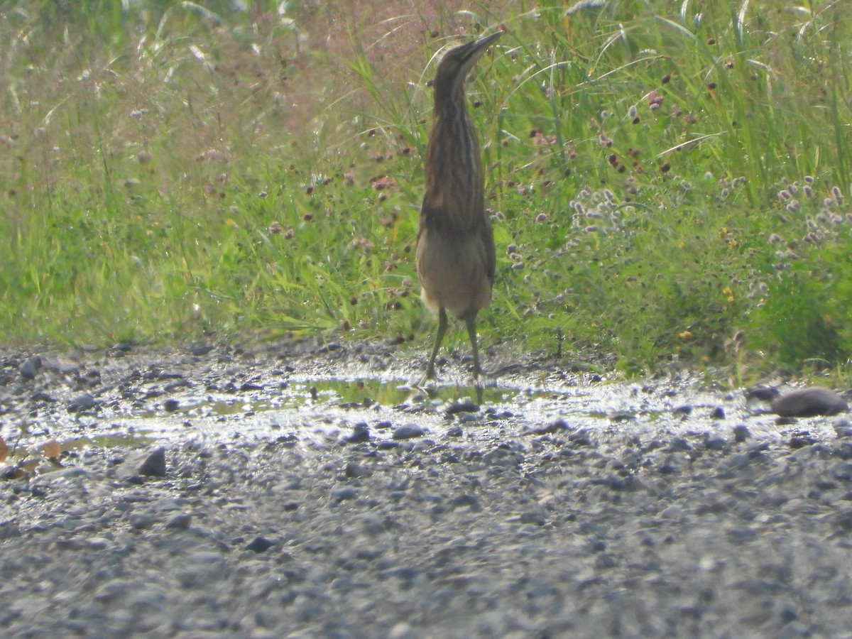 American Bittern - ML598050171