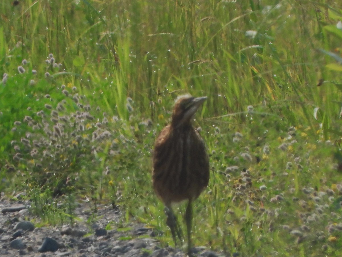 American Bittern - ML598050411