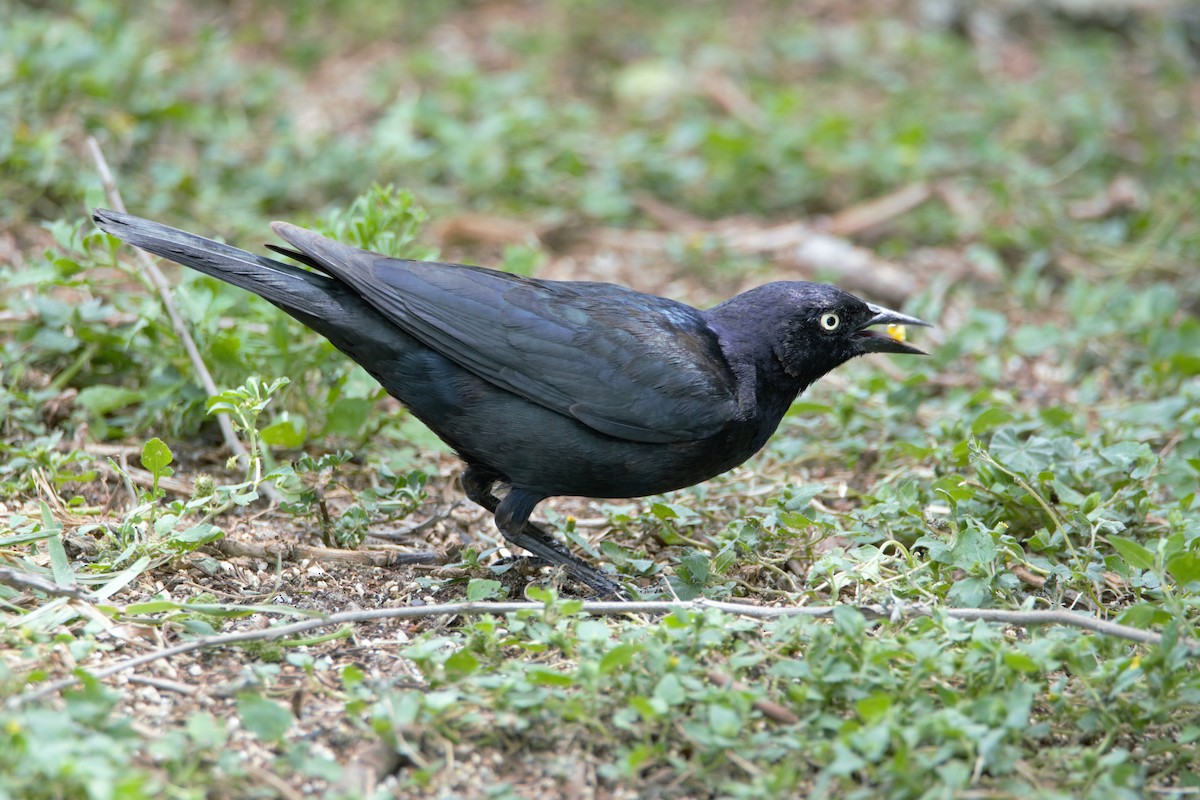 Brewer's Blackbird - ML59805051