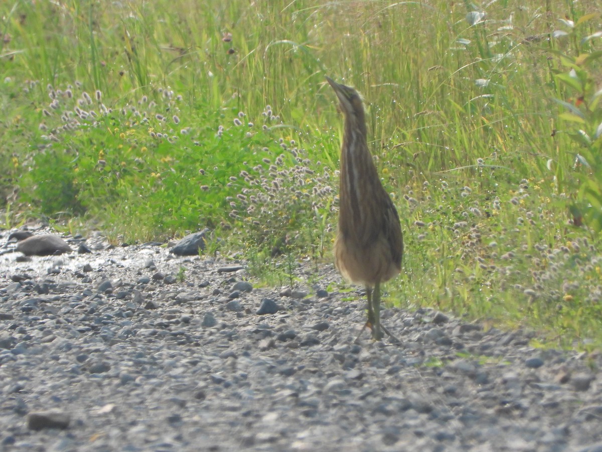 American Bittern - ML598050571