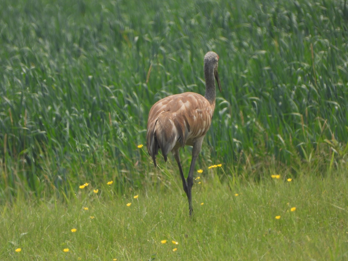 Sandhill Crane - ML598051211