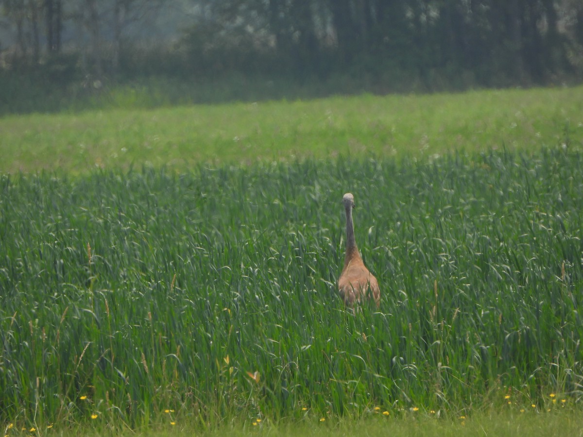 Sandhill Crane - ML598051531