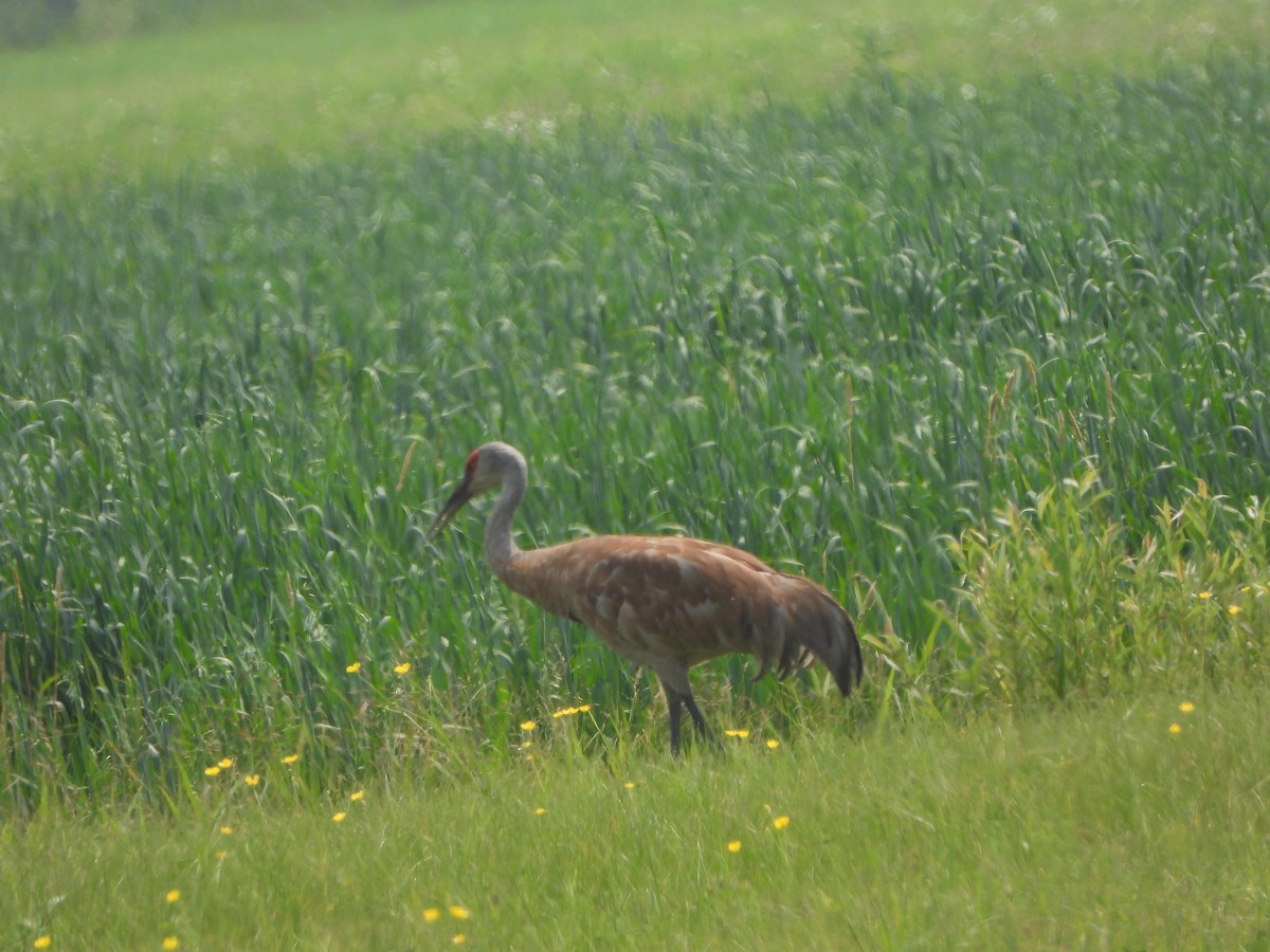 Sandhill Crane - ML598051651