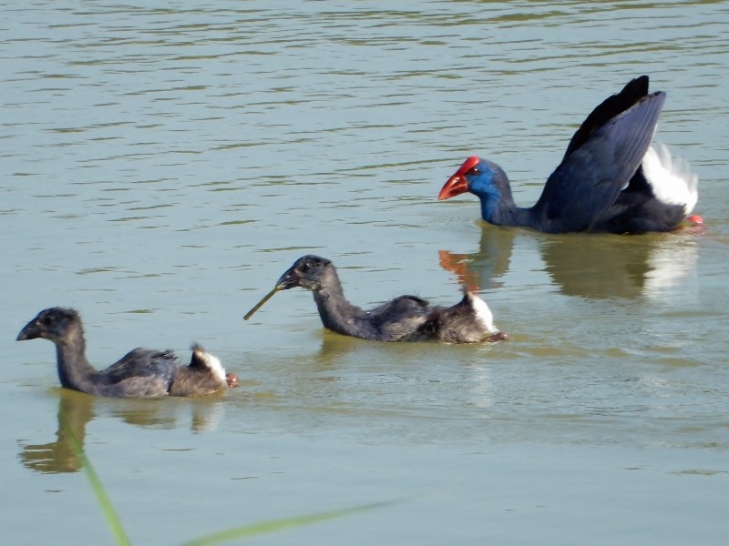 Western Swamphen - Peggy Eppig