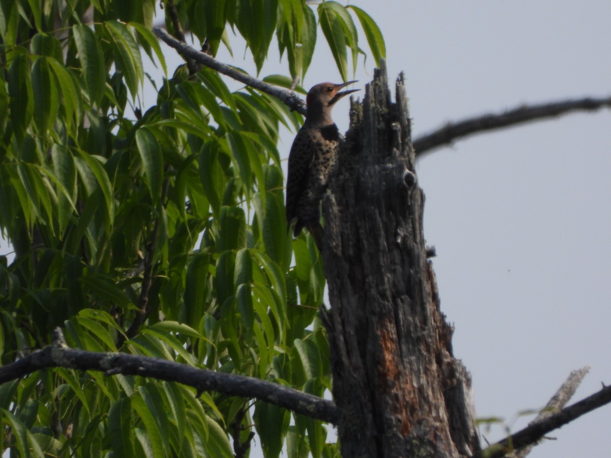 Northern Flicker - ML598052211