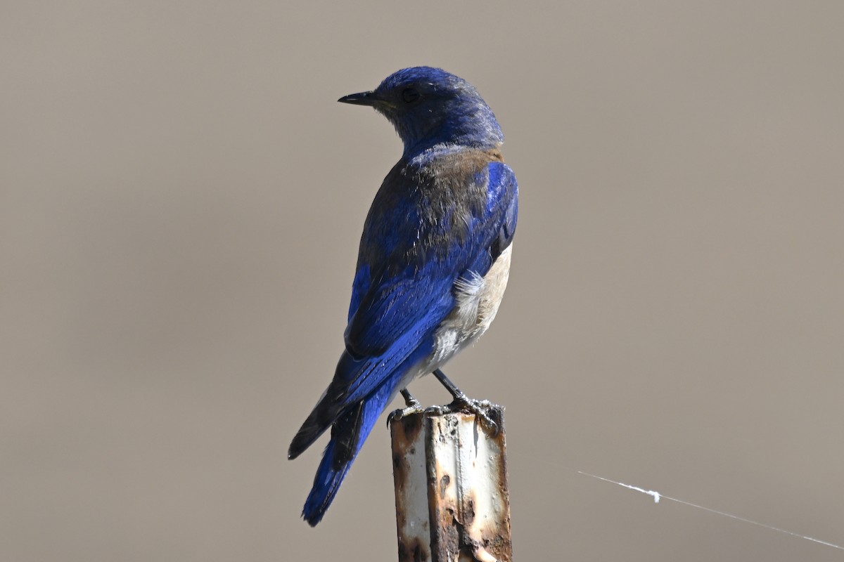 Western Bluebird - ML598052591