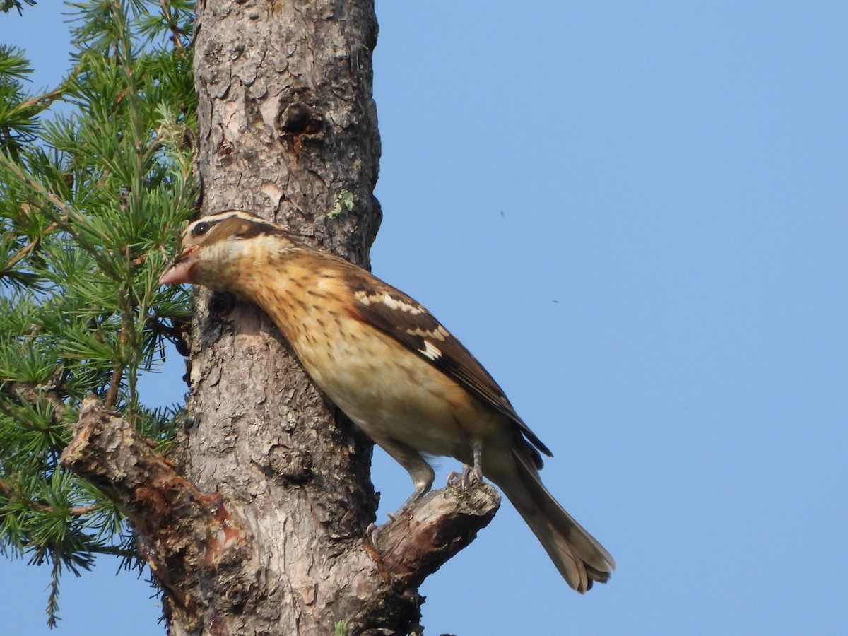 Rose-breasted Grosbeak - ML598052601