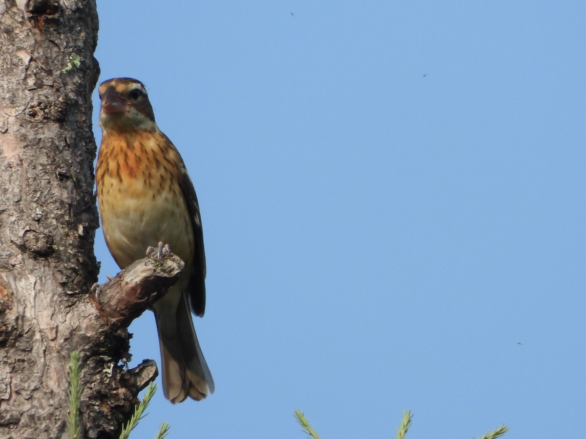 Rose-breasted Grosbeak - ML598052751