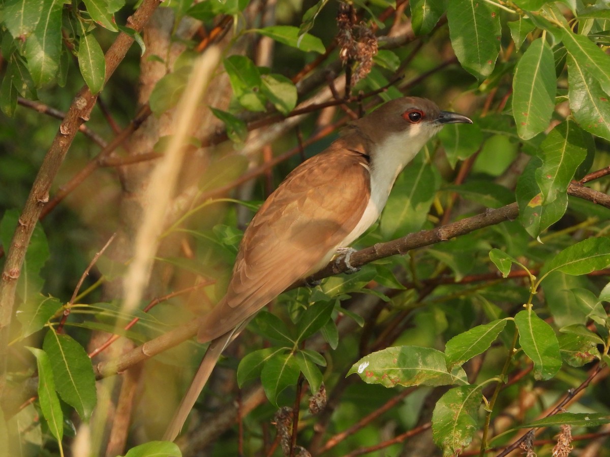 Black-billed Cuckoo - ML598052861