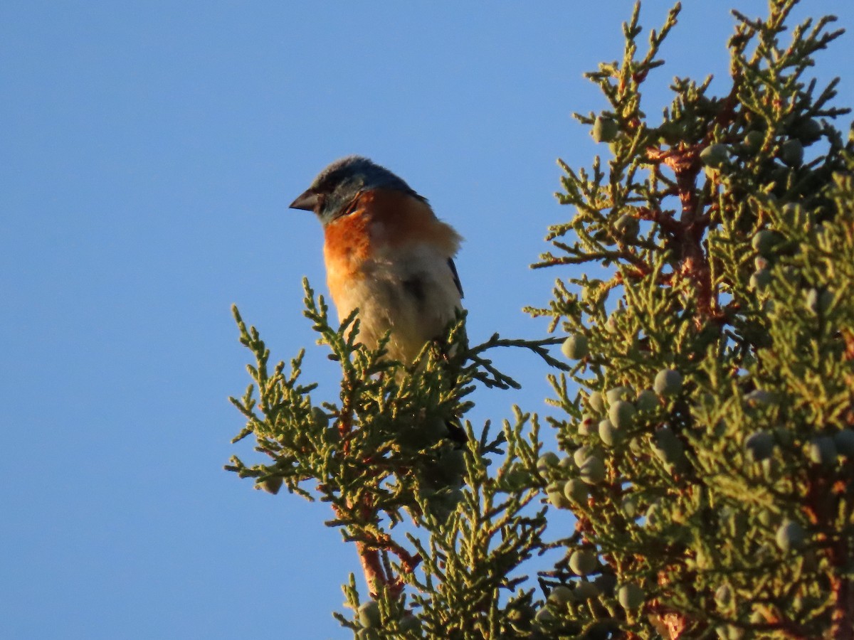 Lazuli Bunting - ML598053491