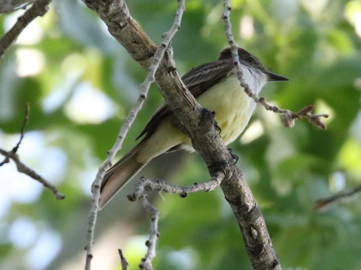 Brown-crested Flycatcher - Steve Calver