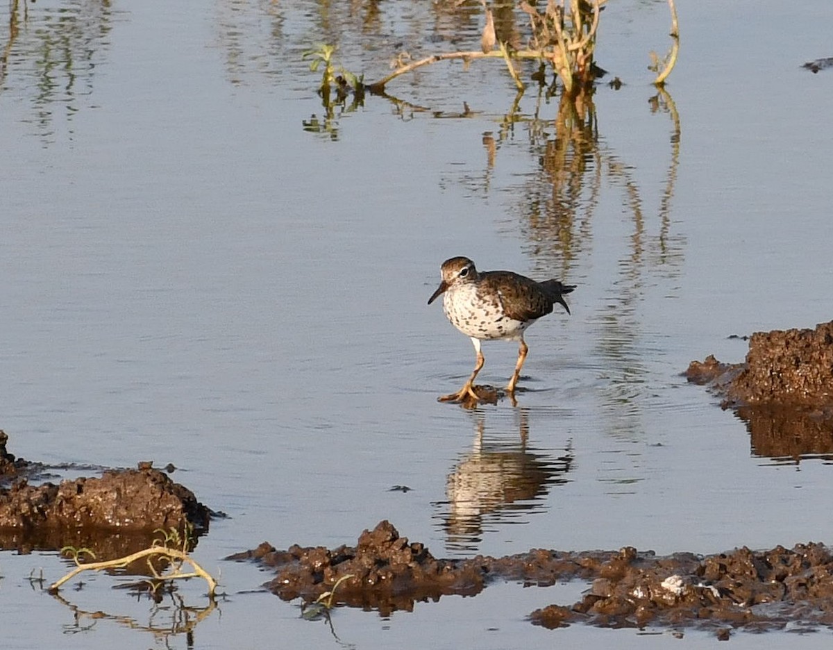 Spotted Sandpiper - Deanne Hardy