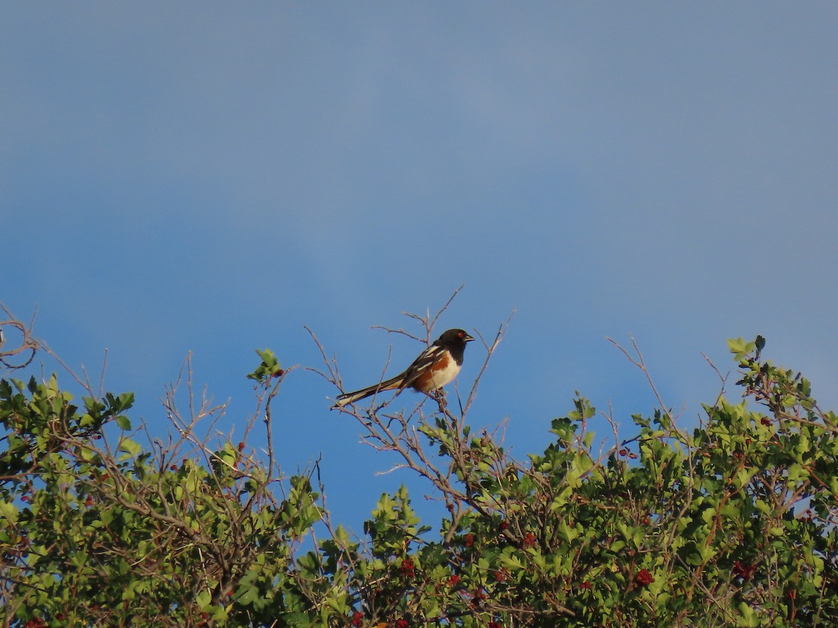 Spotted Towhee - ML598054311