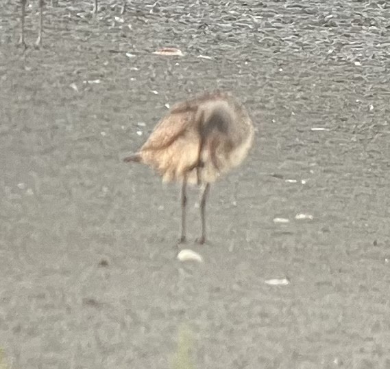 Whimbrel - Roger Muskat