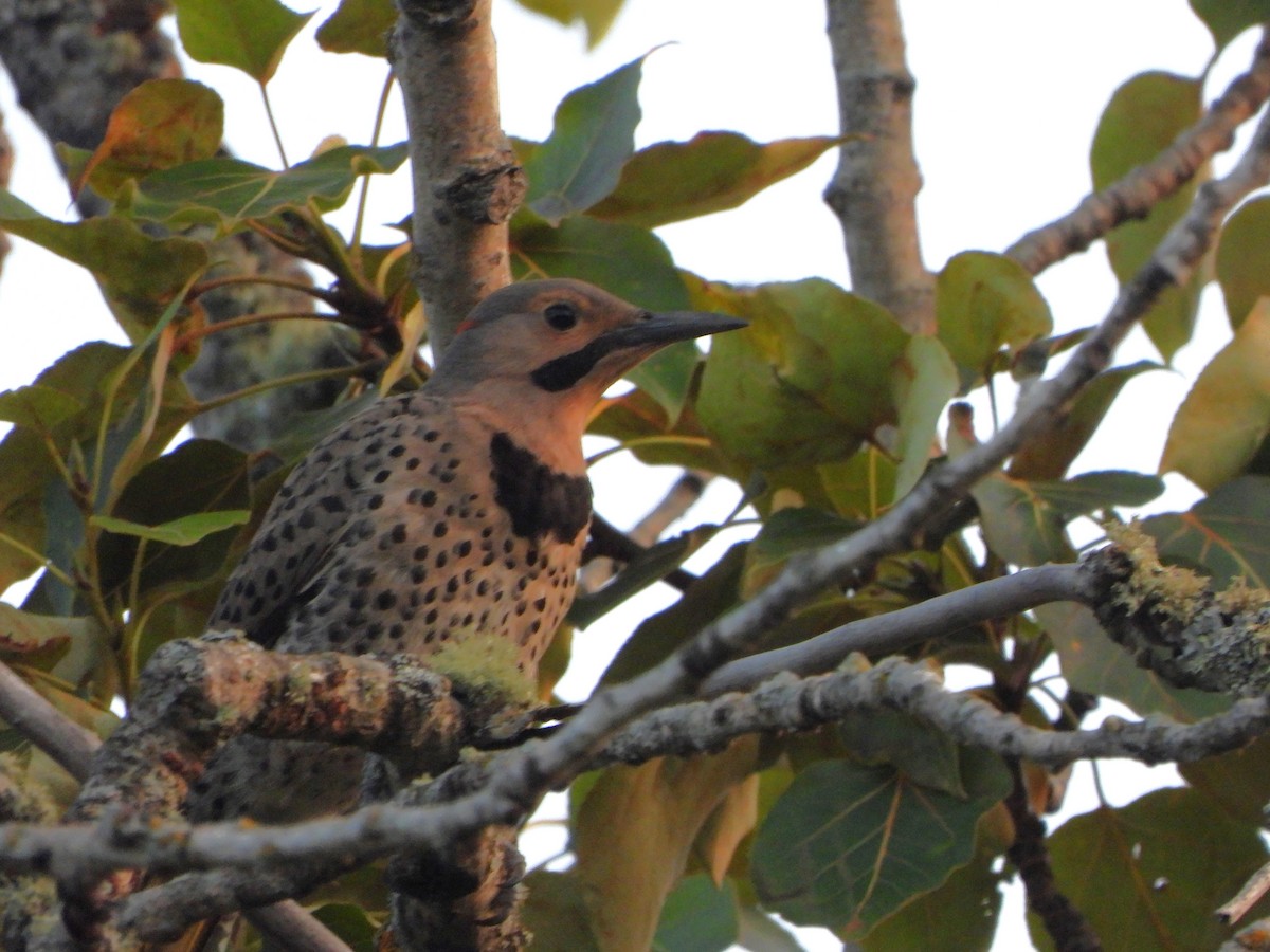 Northern Flicker - ML598054821