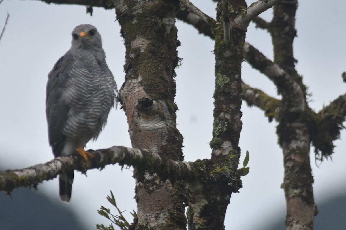 Gray Hawk - ML598054831
