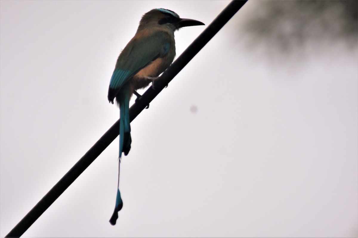 Turquoise-browed Motmot - ML598054881