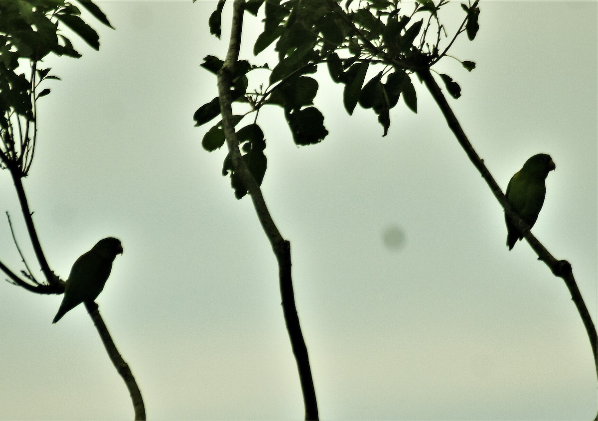 Orange-chinned Parakeet - ML598054931