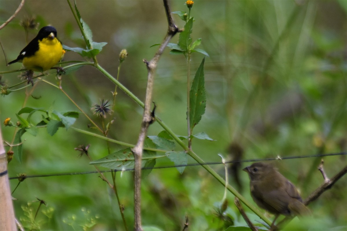Lesser Goldfinch - ML598055031