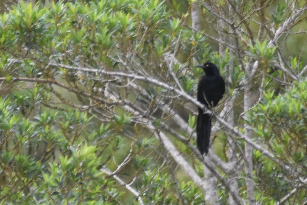 Great-tailed Grackle - ML598055071
