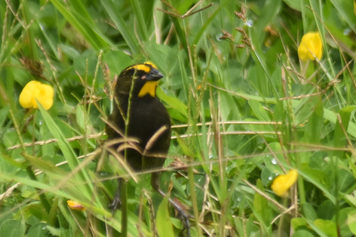 Yellow-faced Grassquit - ML598055121