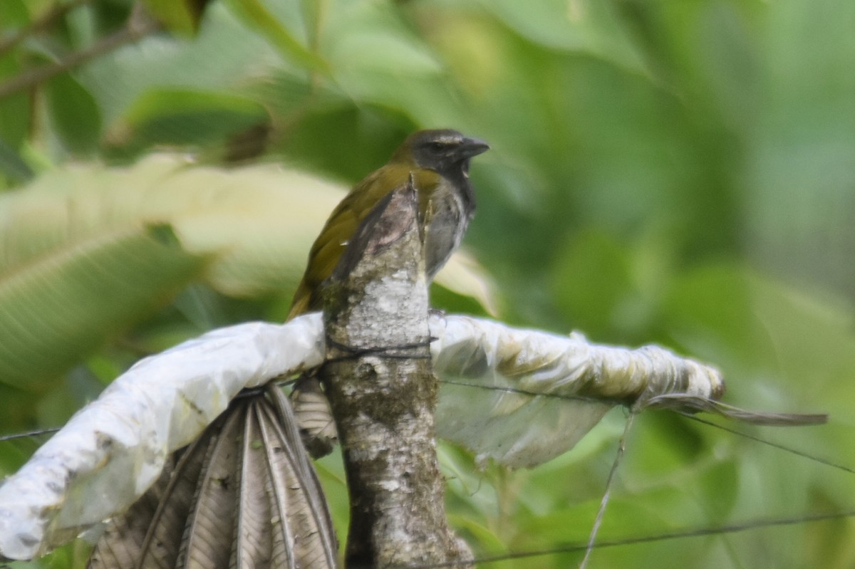 Buff-throated Saltator - ML598055141