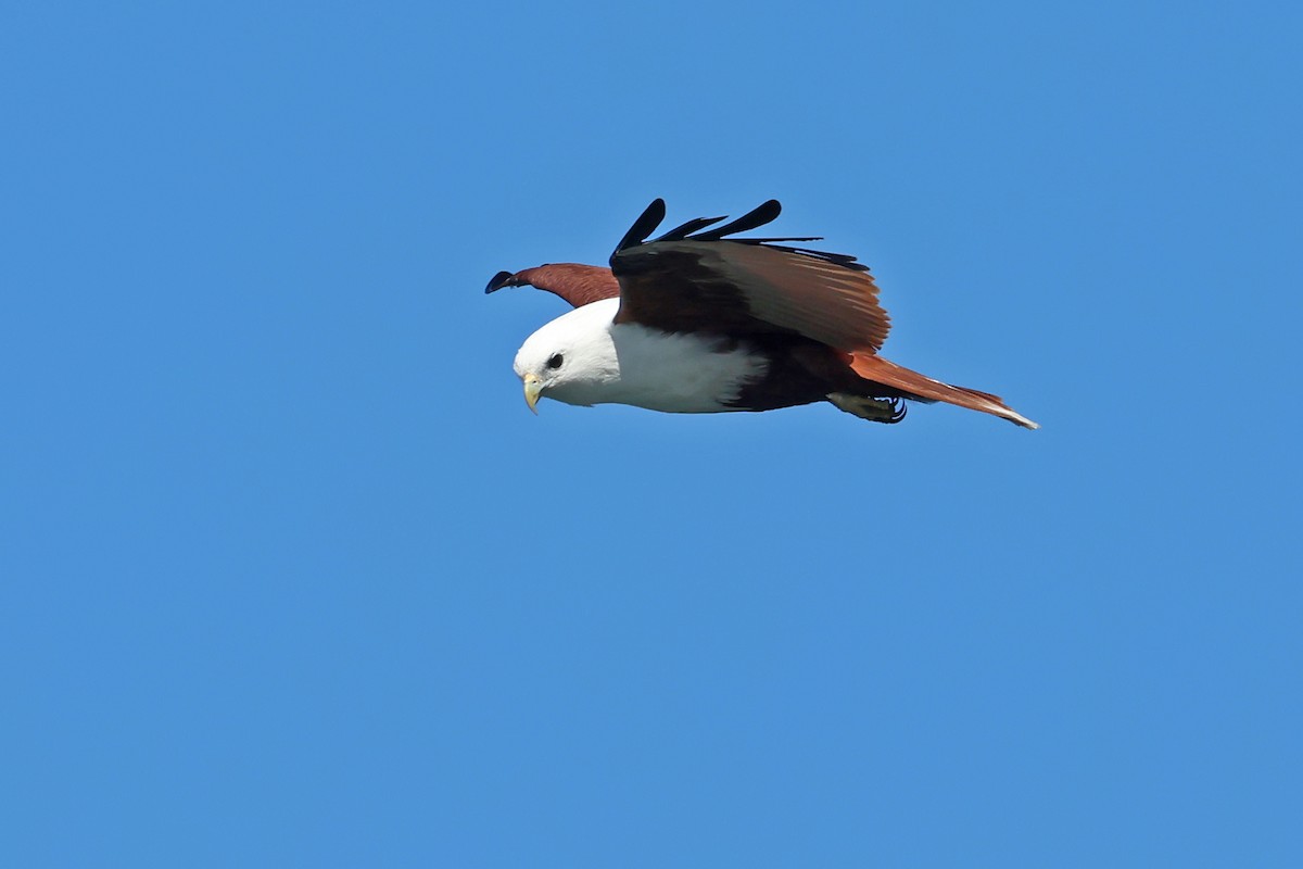 Brahminy Kite - ML598055231