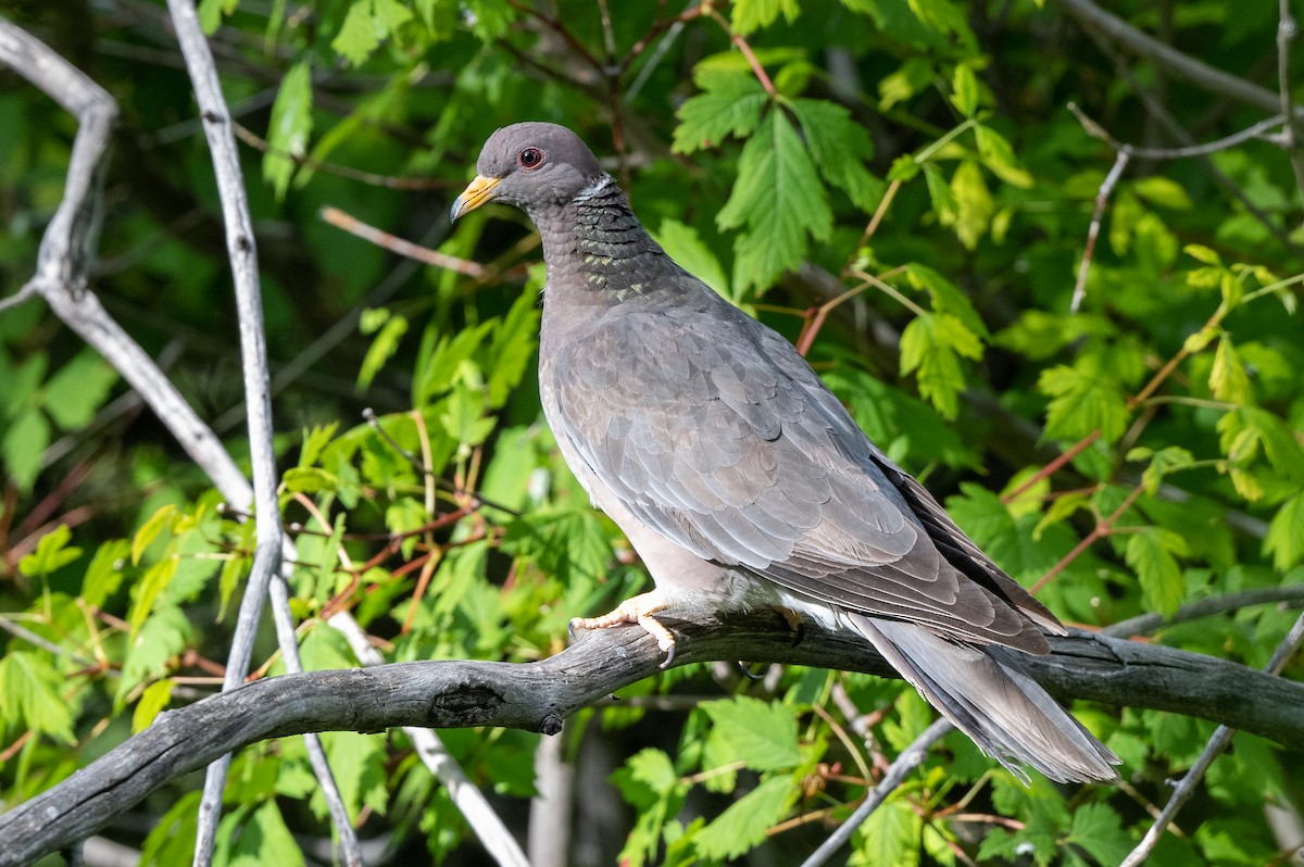 Band-tailed Pigeon - ML598055351