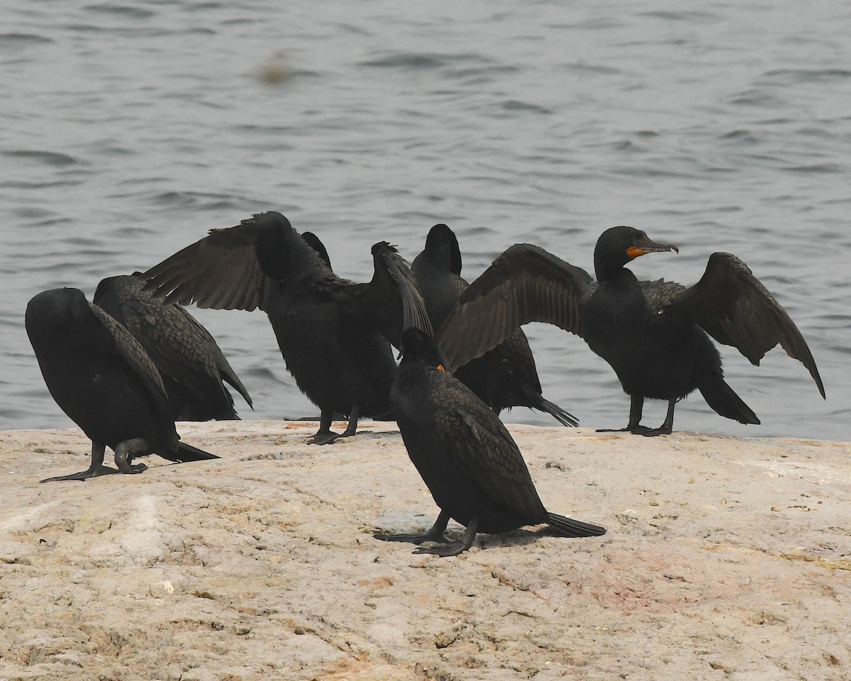 Double-crested Cormorant - Ted Wolff