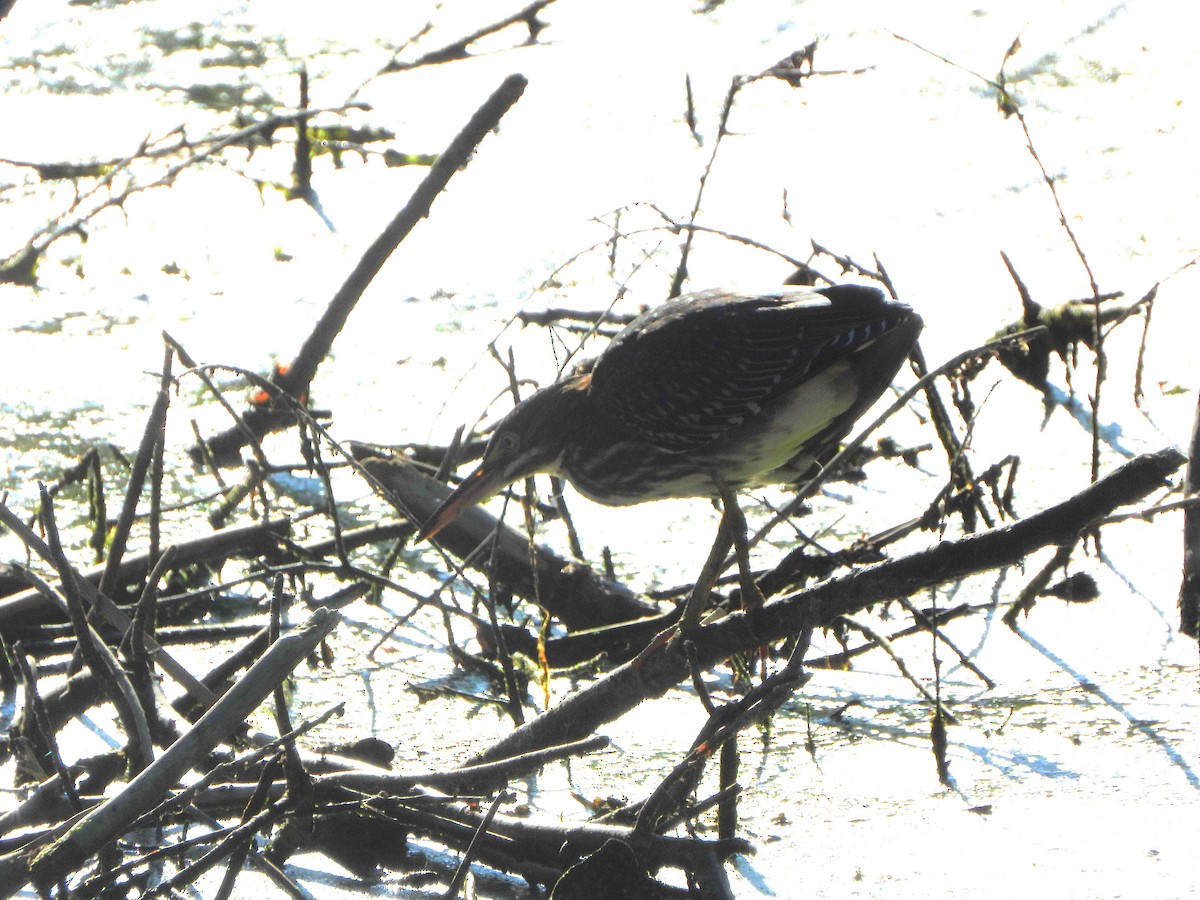 Green Heron - ML598055651