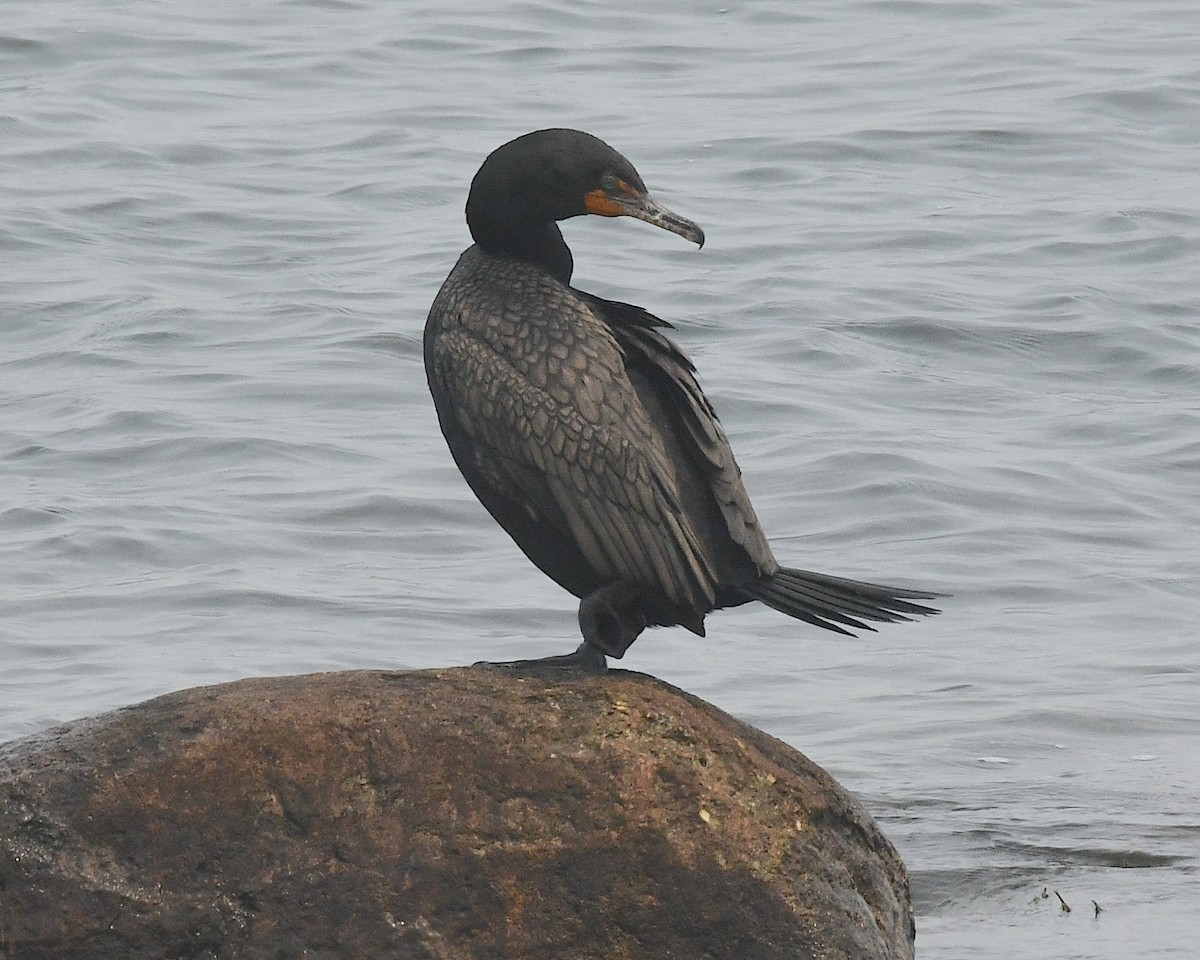 Double-crested Cormorant - Ted Wolff