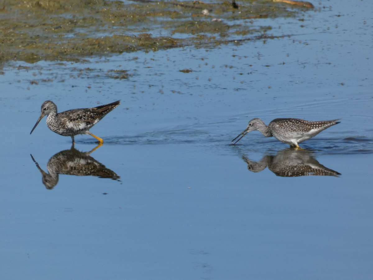 Lesser Yellowlegs - ML598055911