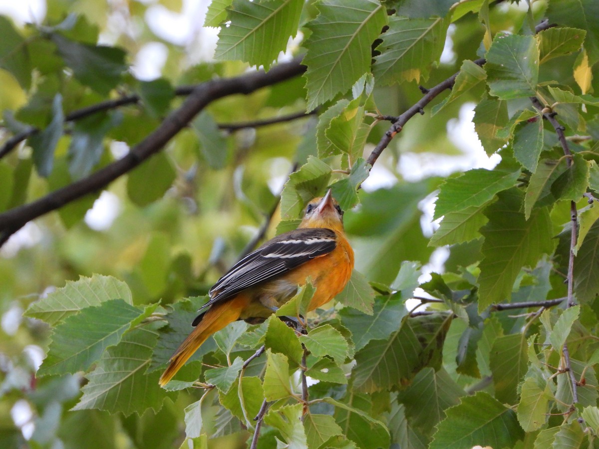 Baltimore Oriole - ML598057331