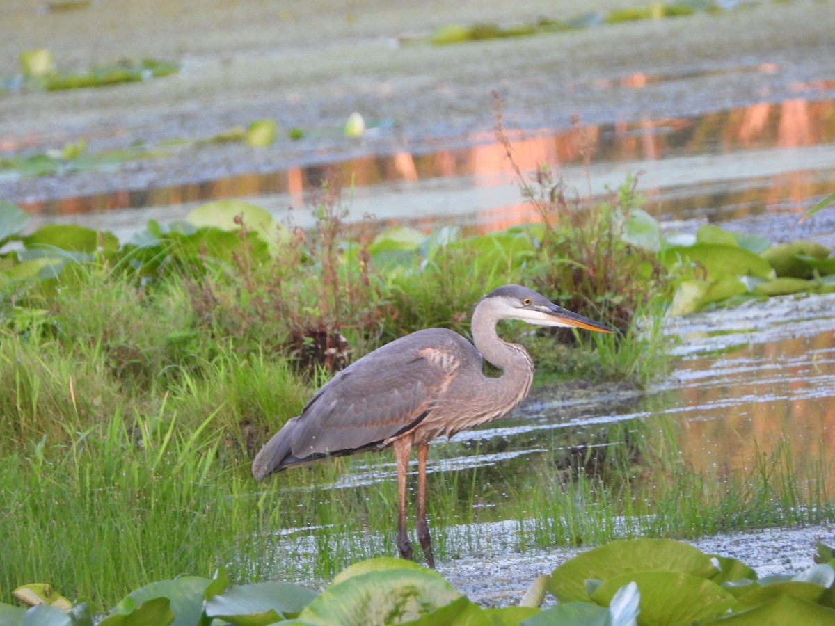 Great Blue Heron - ML598057581