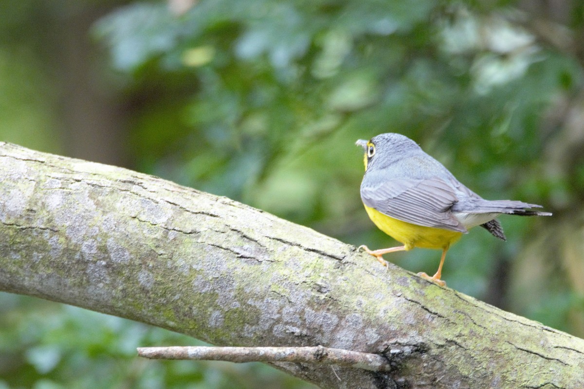 lesňáček kanadský - ML59805901