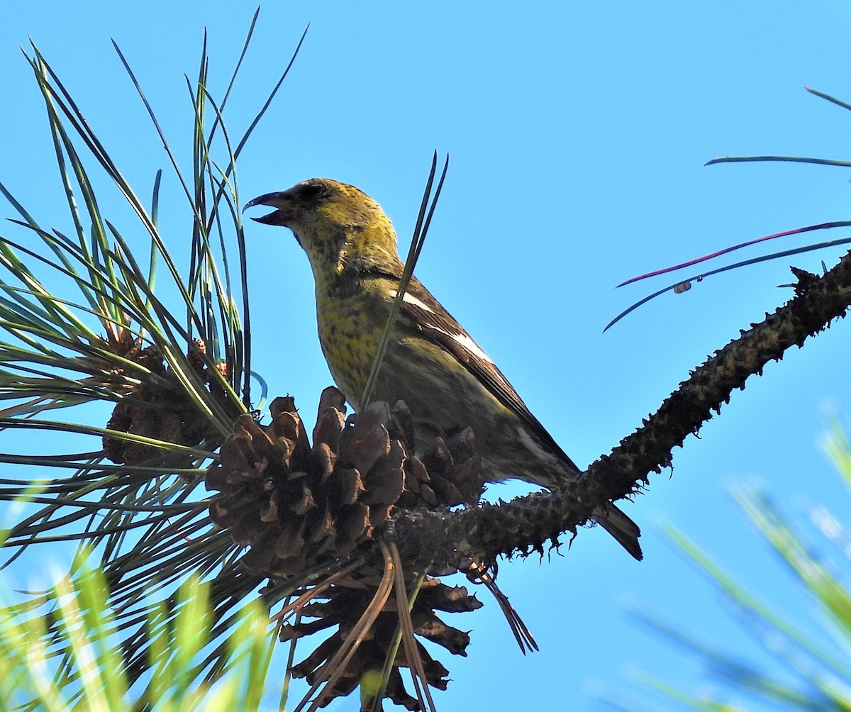 White-winged Crossbill - ML598059951
