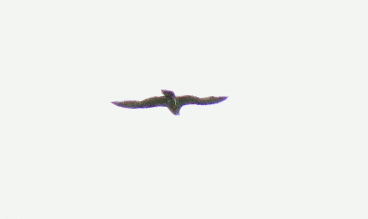 Faucon pèlerin - ML59806071