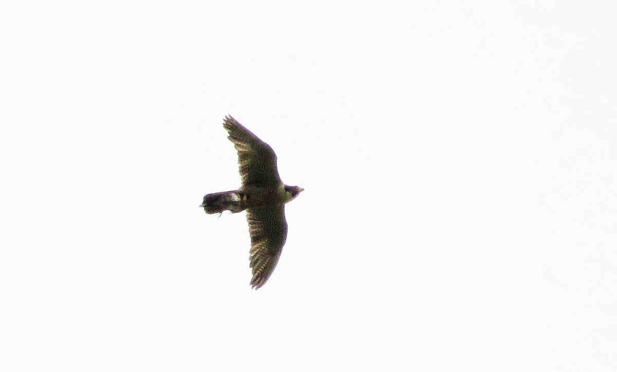 Peregrine Falcon - ML59806081