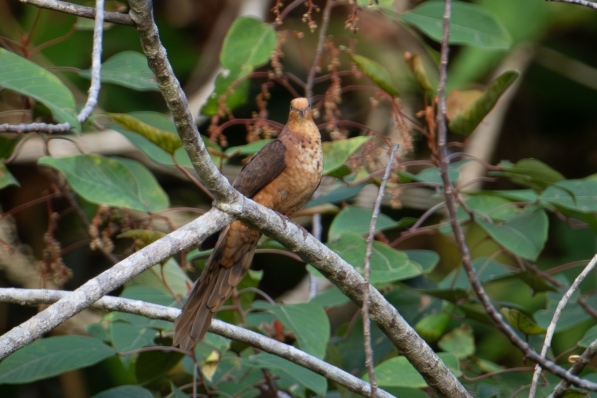 Little Cuckoo-Dove - ML598061751