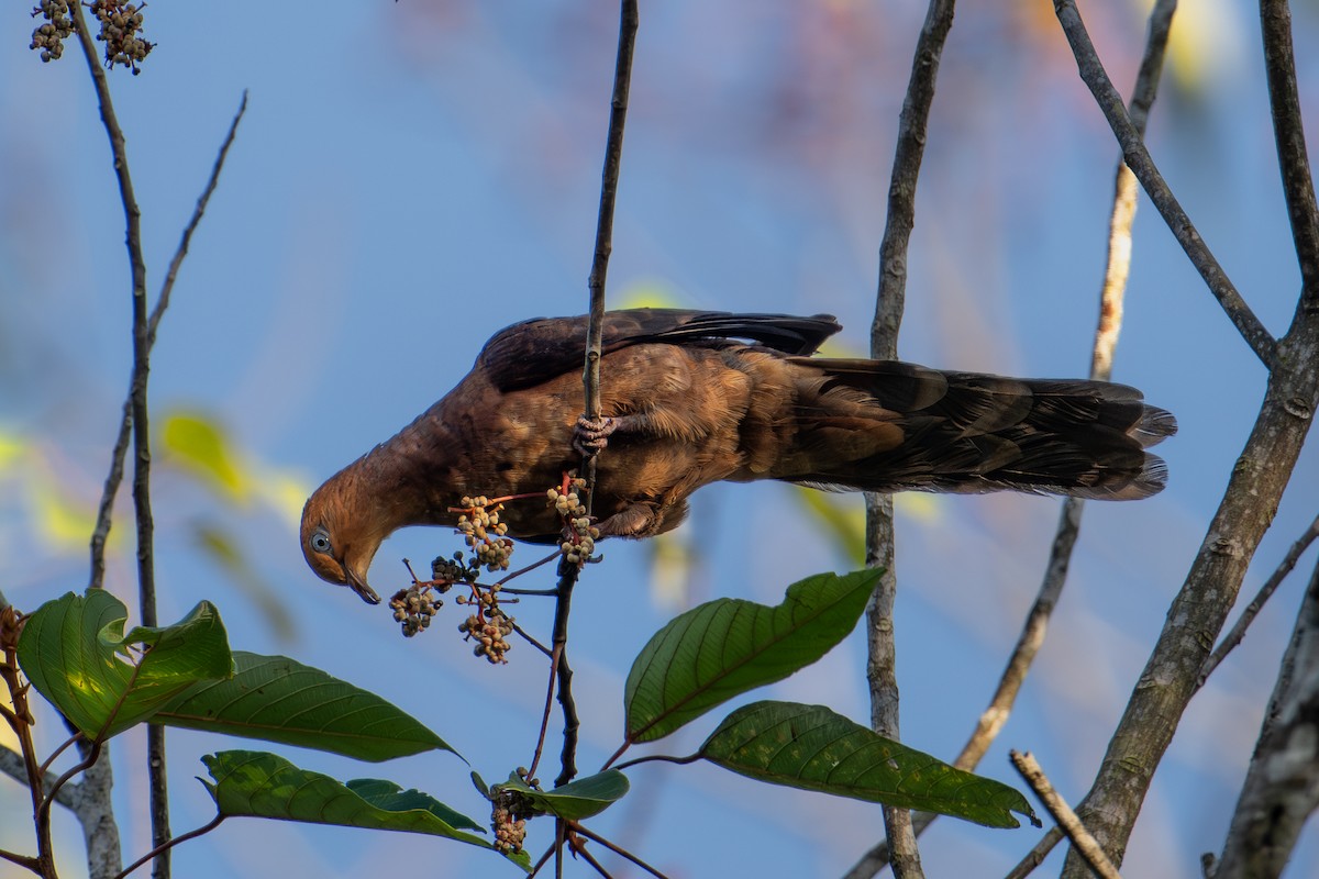 Little Cuckoo-Dove - ML598061791