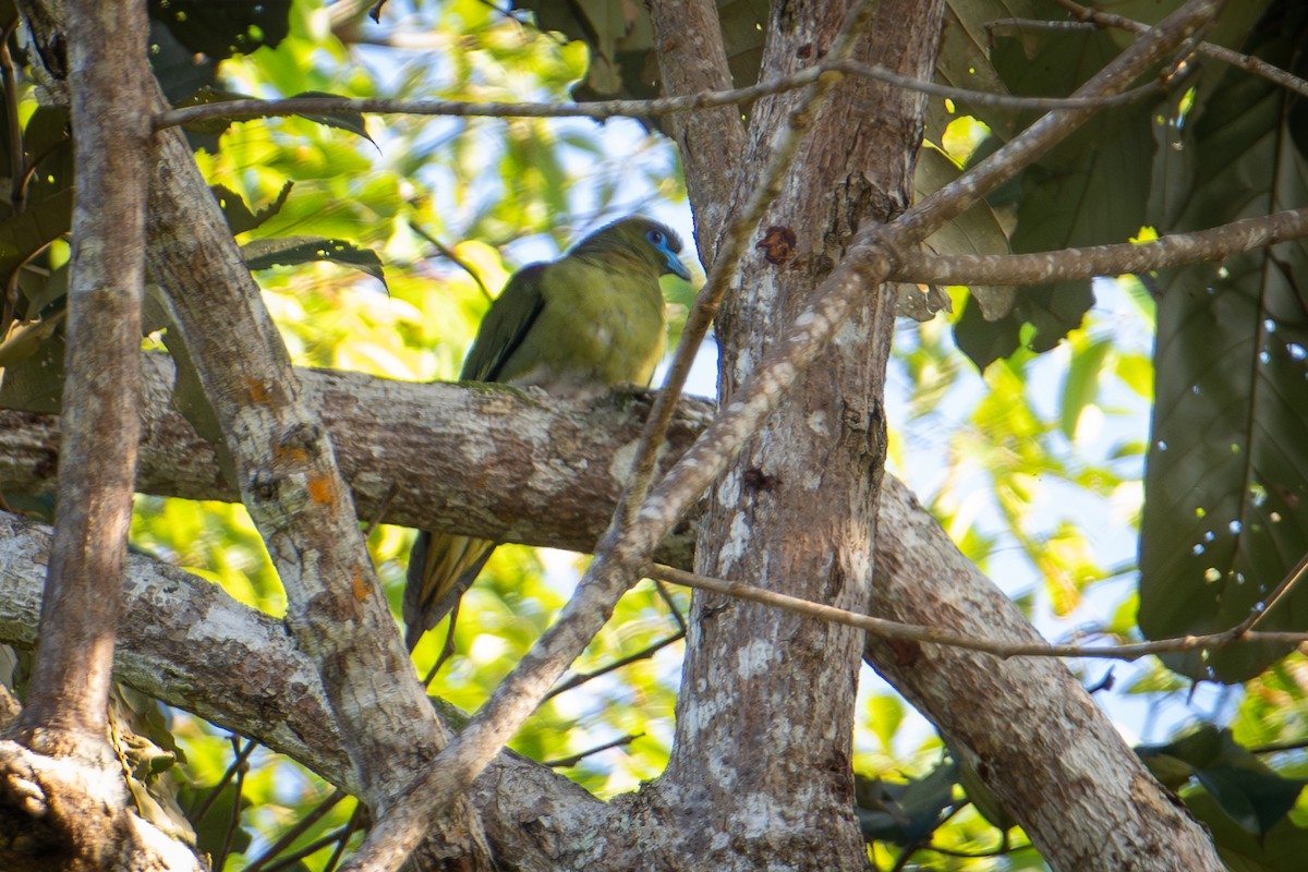 Yellow-vented Green-Pigeon - ML598061901
