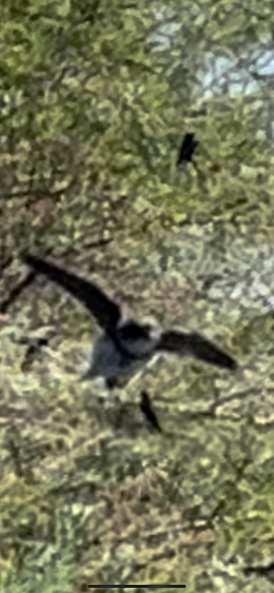 břehule říční - ML598062551
