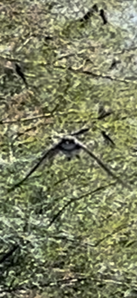 břehule říční - ML598062571