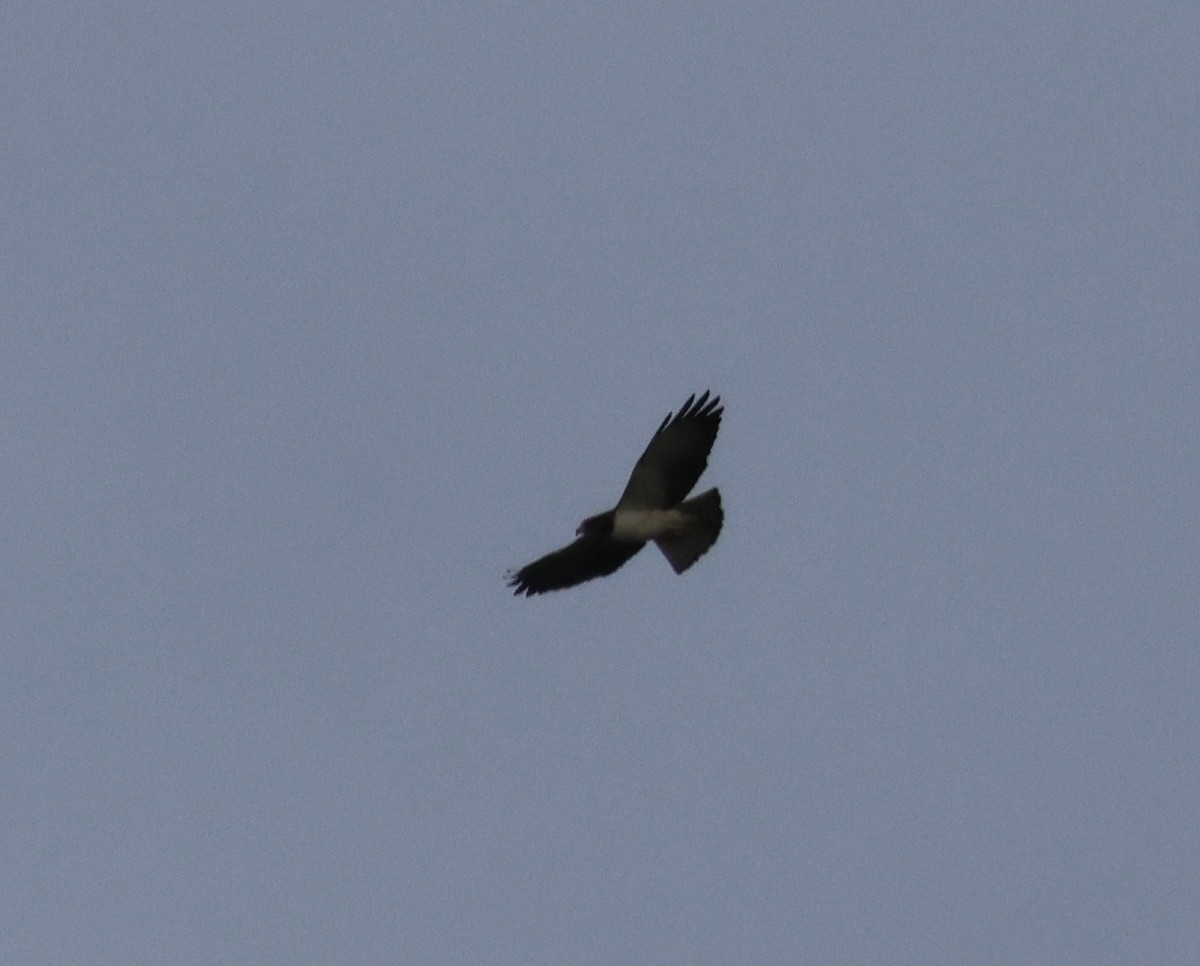 Short-tailed Hawk - Murray DELAHOY