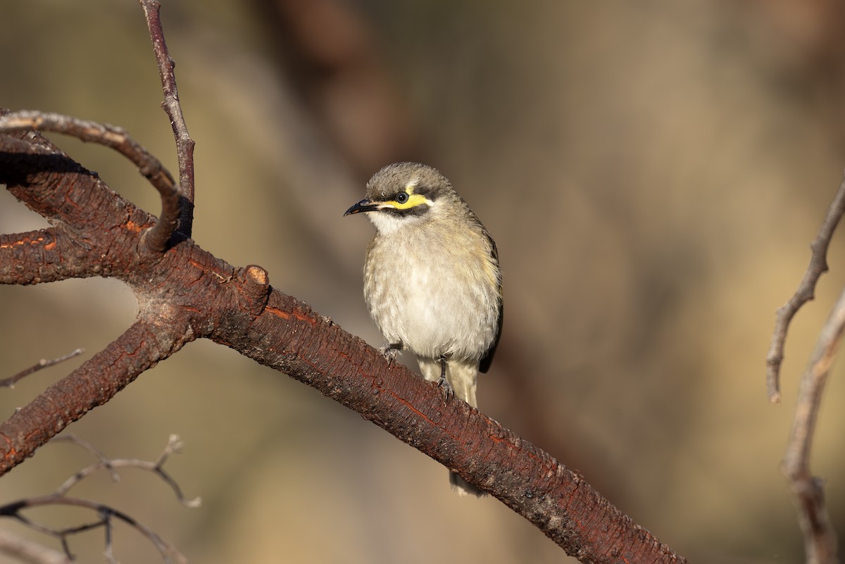 Yellow-faced Honeyeater - ML598062861