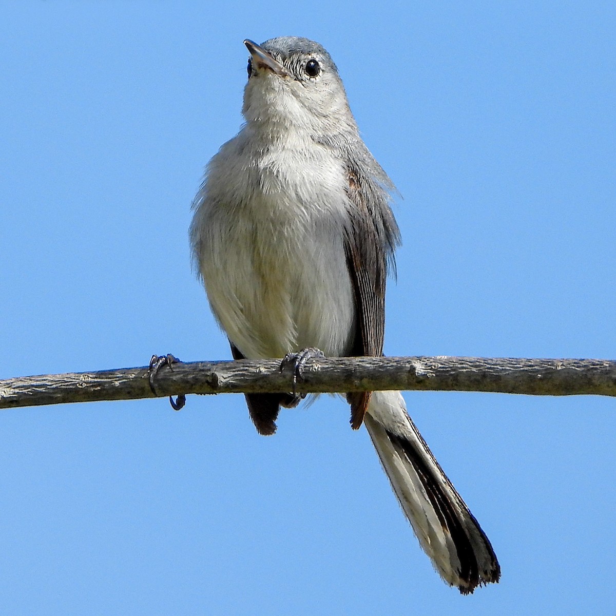 Blue-gray Gnatcatcher - ML598062951