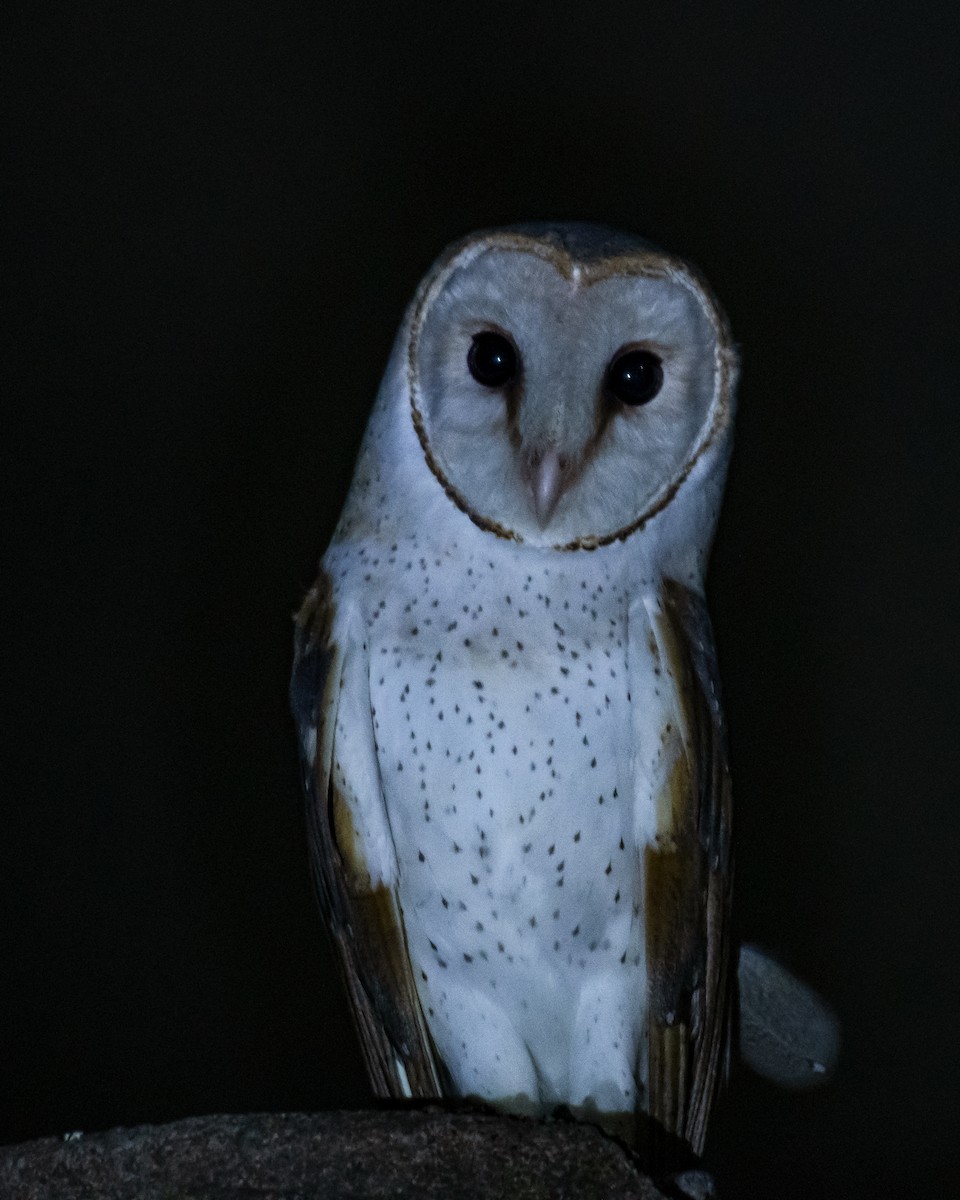 Barn Owl - ML598063911