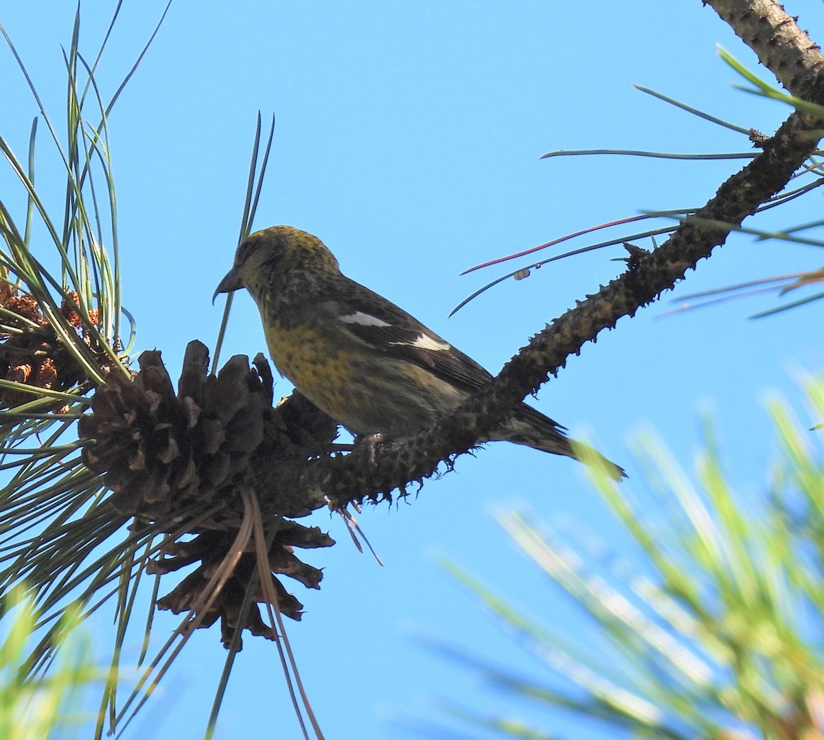 White-winged Crossbill - ML598064001