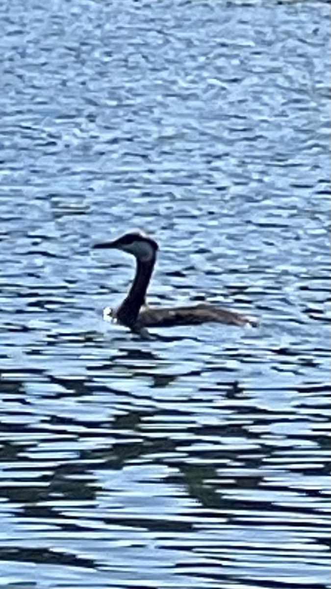 Red-necked Grebe - Sam Hogenson